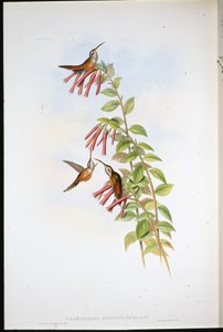 Gestreepte Keelheremiet (Phaethornis Striigularis) door John (after) Gould