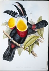 Zwavel & Witborst Toekan door John (after) Gould