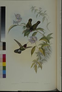 Zonengel (Heliangelus Clarisse) door John (after) Gould