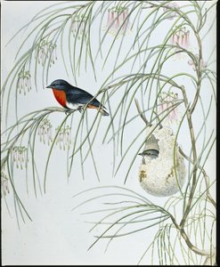 Zwaluw Dicaeum door John (after) Gould