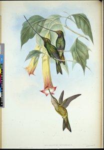 Zwaard-snavel (Docimastes Ensiferus) door John (after) Gould