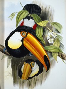 Toco toekan (Ramphastos Toco)