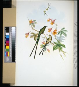 Treindrager (lesbia eucharis) door John (after) Gould