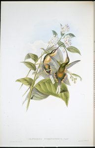 Trein-dragende Heremiet door John (after) Gould