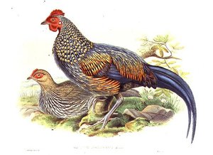 Twee Aziatische Fazanten (Gallus Sonneratii) gegraveerd door de kunstenaar en William Hart (litho) door John (after) Gould