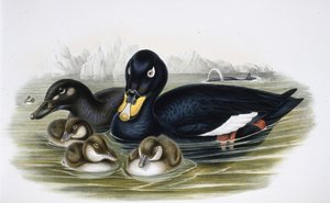 Fluweelduiker door John (after) Gould