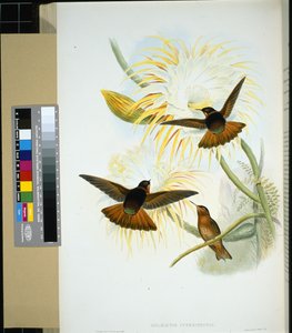 Venezolaanse Stenura (panychlora stenura) en (panychlora Russata)