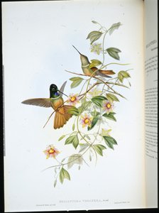 Violetkeel Ster-Frontlet