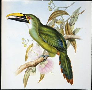 Wagler