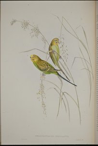 Zingende grasparkiet (Melopsittacus Undulatus)