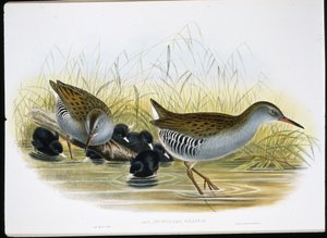 Waterral (Rallus Aquaticus)