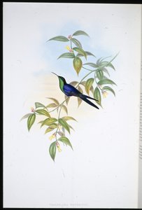 Watertons bosnimf (Thalurania Watertoni) door John (after) Gould