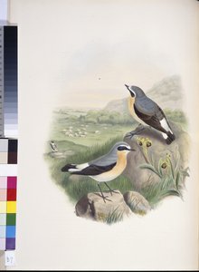 Graspieper (Oenanthe oenanthe)