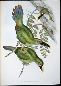Witbandgroefsnavel toekan (Aulacoramphus Albivitta)
