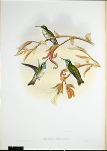Witbuik Cacique Kolibrie door John (after) Gould