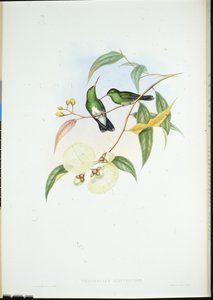 Witbuiksmaragd door John (after) Gould