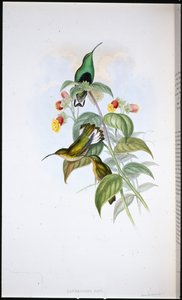 Witstaart Fluweelborst door John (after) Gould