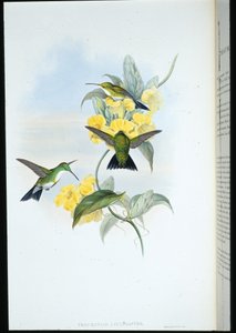 Witkeelsmaragd (Thaumatias Leucogaster)
