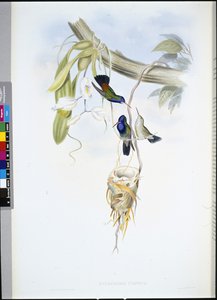 Witkeelsaffier (Hylocharis Cyaneus)