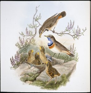 Witkeelblauwborst door John (after) Gould