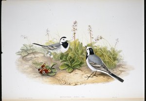 Witte Kwikstaart door John (after) Gould