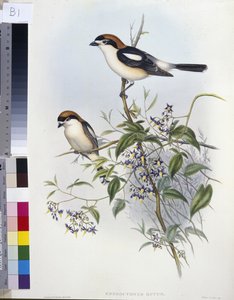 Roodkopklauwier (Enneoctonus Rufus)