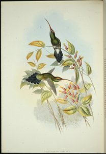 Yarquian Heremiet (Phaerthornis Yarugui) door John (after) Gould