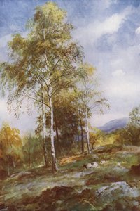 Zilveren berken