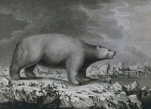 IJsbeer, gravure door Peter Mazel naar tekening van John Webber gemaakt tijdens de derde reis van James Cook door John (after) Webber