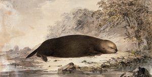 Zeeotter, gravure naar tekening van John Webber gemaakt tijdens de derde reis van James Cook door John (after) Webber