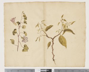 F.13 Ipomea Pes, caprae; Celtis paniculata, c.1790-95