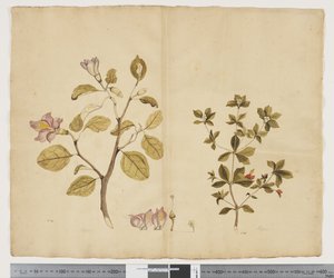 F.15 Lagunaria Patersonia; Alyxia gynopogon, c.1790-95 door John (attr. to) Doody
