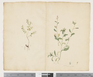 F.25 Euphorbia sparrmannii; Lobelia alata, c.1790-95 door John (attr. to) Doody