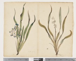 F.29 Dianella intermedia, c.1790-95