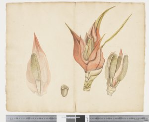 Freycinetia baueriana door John (attr. to) Doody