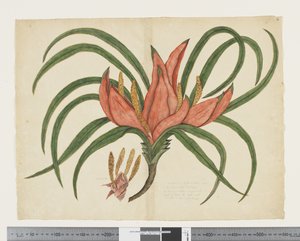 F.36 Freycinetia baueriana, c.1790-95