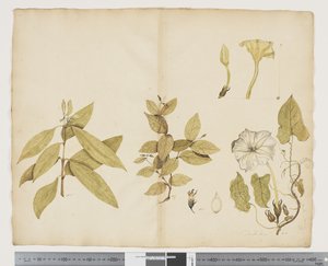 F.6 Wickstroemia Australis; Ipomea, c.1790-95