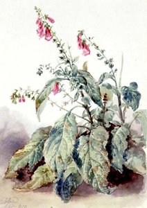 Vingerhoedskruid