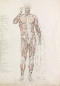 Anatomische Studie: Menselijke Spieren, in Contrapposto