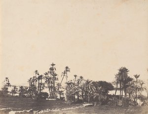 Studie van palmbomen, oevers van de Nijl, Kalabschi, 1853-54