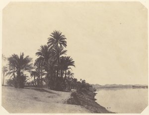 [Studies van dadelpalmen] door John Beasley Greene