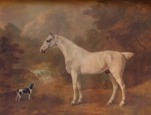Een Vlooiengebeten Grijze en een Gevlekte Terrier