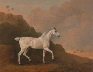 Een Grijze Arabische Hengst in een Woestijnlandschap