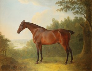 Marquis, een bruine jachthond in een landschap, 1811