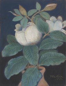 Magnolia Bloesems, 1933