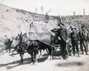 Goudkoorts in South Dakota