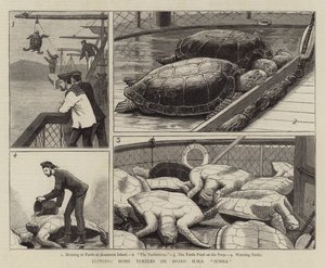 Thuisbrengen van schildpadden aan boord van HMS Jumna door John Charles Dollman