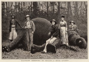 Olifantenjacht in Ceylon, een Enorme Buit
