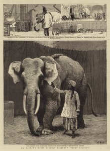 De witte Birmaanse olifant Toung Taloung van Mr Barnum