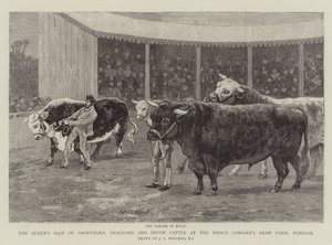 De verkoop van Shorthorn, Hereford en Devon vee van de koningin op de Prince Consort
